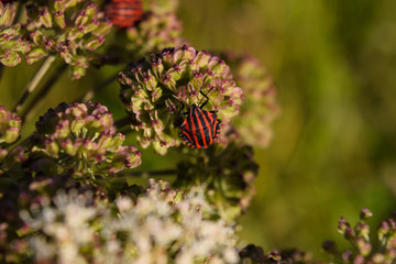 Streifenwanze auf Engelwurz