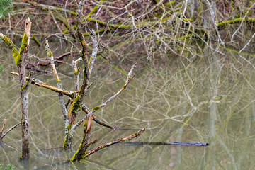 Ast Spiegelung Wasser