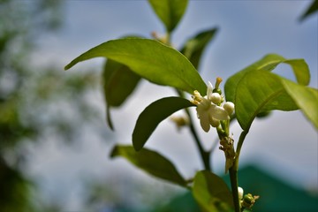 Jaffa orange blossom
