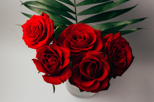 red roses on a gray background, and green leaves, stand in a transparent vase