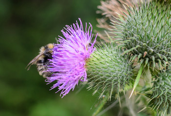 Bee on a purple flower thistle copy space
