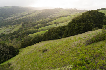 Fototapeta na wymiar Mule deer walk on a grassy hill in California on a rainy afternoon in Monte Bello