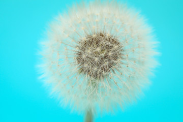 Selective focus on Dandelion seeds on turquoise background	