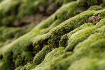 Macro close up shot of healthy moss growing on a rock during a rainy afternoon in California