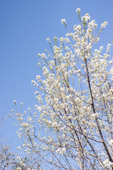 spring blooming flowers background