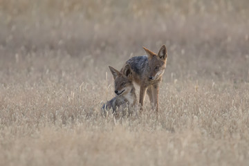 Three Black Backed Jackals playing in Kalahari on a plain