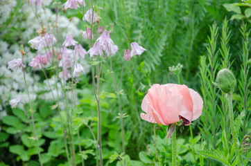 Mohnblume