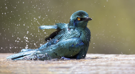 Cape Glossy Starling bathe in shallow water pool on a hot day
