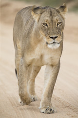 Obraz na płótnie Canvas Close-up of a lioness in the Kalahari walking along a dirt road