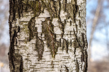 The texture of tree bark for a decorative background. Birch bark texture close-up.