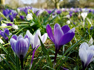 Krokusse, lila und weiß auf Wiese zu Ostern