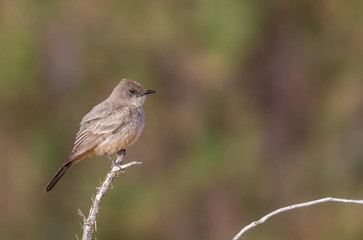 Obraz premium Say's phoebe on perch in open cottonwood forest by Rio Grande river