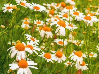 Many blooming bright daisies on a beautiful clearing.
