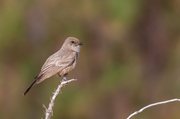 Say's phoebe on perch in open cottonwood forest by Rio Grande river