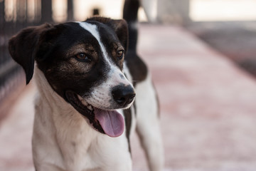 happy dog on a street
