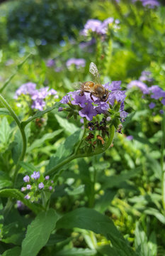 Bright yellow bee on vibrant green and purple plant