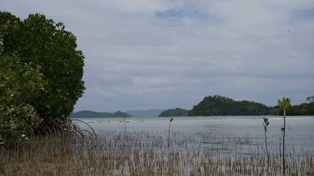 Mangrove at Double island, Port barton, Palawan, Philippines