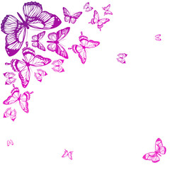 beautiful pink butterflies, isolated  on a white