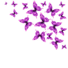beautiful pink butterflies, isolated  on a white