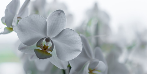 Schöne weiße Orchidee in einer Panoramaaufnahme