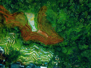Top view or aerial shot of fresh green and yellow rice fields. Rice Terrace in bali