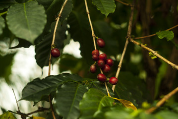 red ripe fruit coffee cherries on a coffee tree