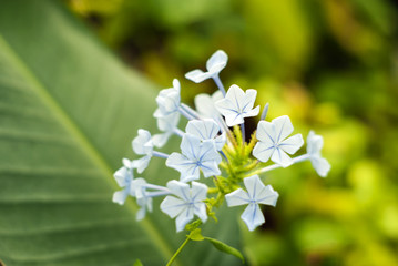 pale blue inflorescence of Plumbago capensis