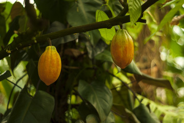 pair of almost ripe cocoa tree (cacao tree) fruit hang on a branch