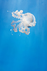 detail of jellyfish in aquarium