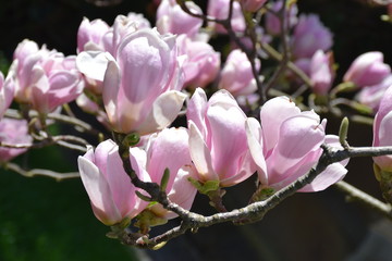 Obraz premium Blüte von Magnolia soulangiana