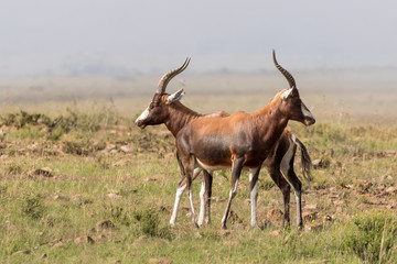 Two standing blesbok facing away from one another in the Montain Zebra National Park in South Africa