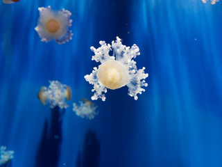 Fototapeta na wymiar detail of jellyfish in aquarium