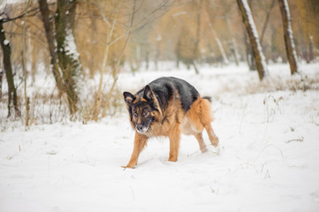 portrait of a dog on a snow