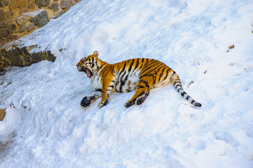 siberian tiger on snow