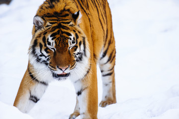 Fototapeta na wymiar siberian tiger on snow