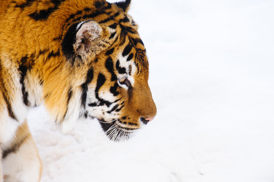 siberian tiger on snow