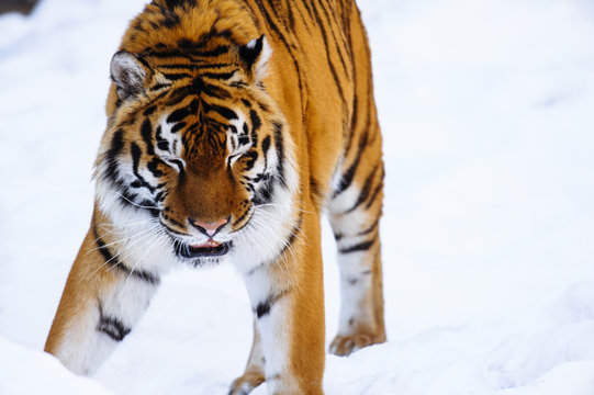 siberian tiger on snow