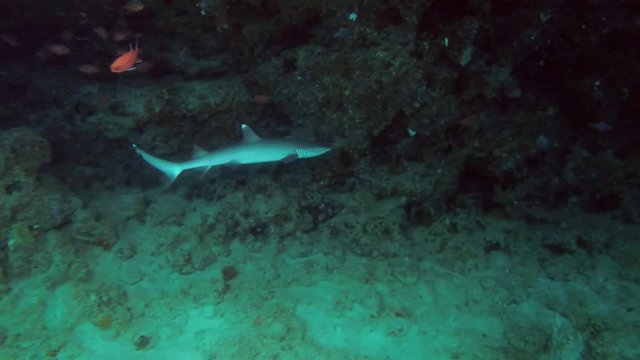 Whitetip reef shark - Triaenodon obesus swims under the wall of a coral reef
