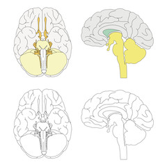 Vektörel beyin anatomisi