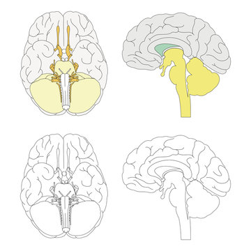 Vekt&ouml;rel beyin anatomisi