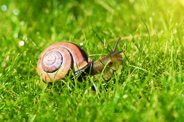 Grove snail or brown-lipped snail, Cepaea nemoralis, sliding through fresh green grass. Closeup of land snail with banded shell or house on meadow. Vertical.