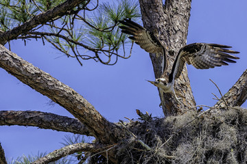 Obraz premium Defending Nest