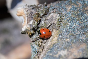 The ladybird crawls on a dry tree.