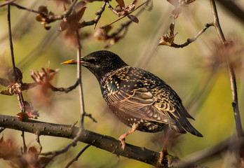 szpak © Henryk Niestrój