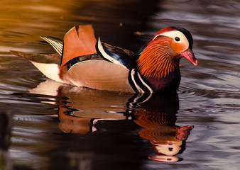 kaczka mandaryn © Henryk Niestrój