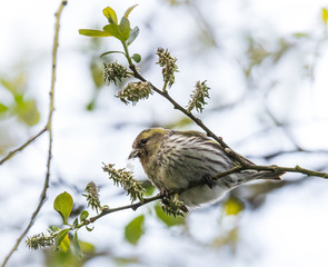 the different birds such as sparrows, greenfinches, bullfinches, etc. make the beginning of spring