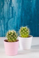 Two green cacti in white ceramic pots on the blue painted background