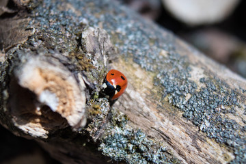 Fototapeta premium The ladybird crawls on a dry tree.