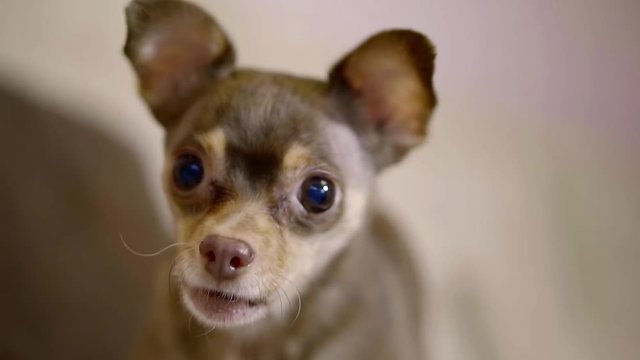cute small brown toy terrier is yelping in home, close-up of funny muzzle with round eyes