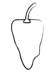 Obraz premium sketch of habanero chili pepper icon over white background, vector illustration